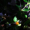 Vanille Havane extrait absolu – Image 5